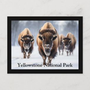 Cartão Postal de Yellowstone
