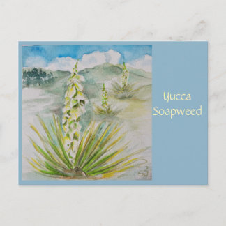 Cartão Postal de Yucca Soapweed