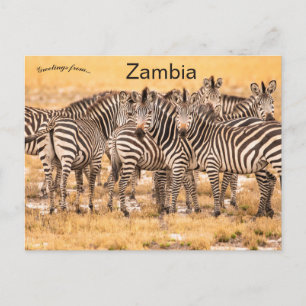 Cartão Postal de Zebras na Zâmbia