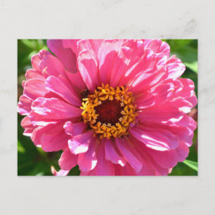 Cartão Postal de Zínia Rosa