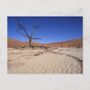 Cartão Postal Dead Vlei, Sossusvlei, Parque Nacional Namib-Naukl