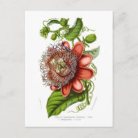 Decaisneana dos quadrangularis do Passiflora