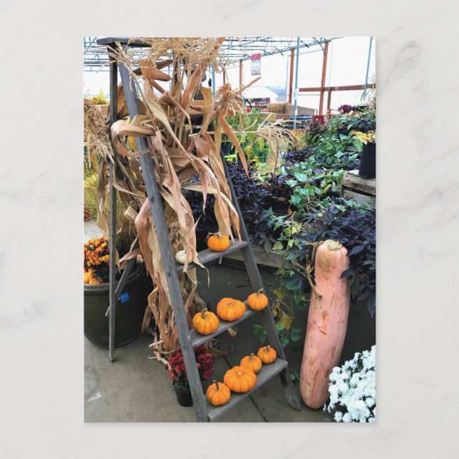 Cartão Postal Decoração do outono (Frente)