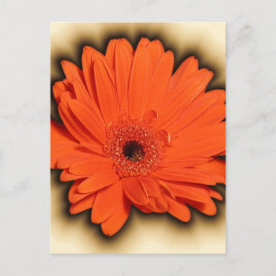 Cartão Postal Deep Gerbera
