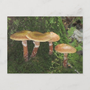 Cartão Postal Deep In the Woods Mushroom