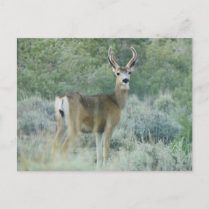 Cartão Postal Deer