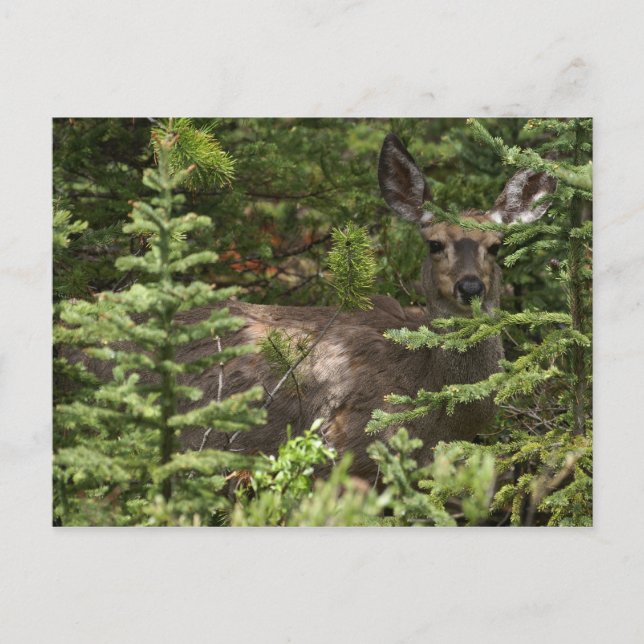 Cartão Postal Deer (Frente)