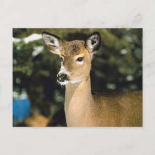 Cartão Postal Deer
