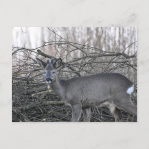 Cartão Postal Deer