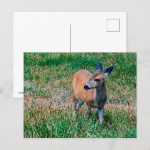 Cartão Postal Deer