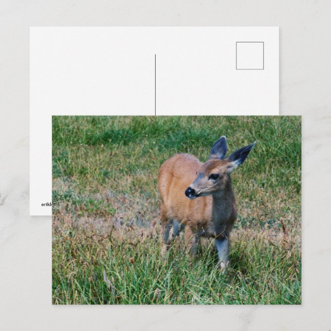 Cartão Postal Deer (Frente/Verso)
