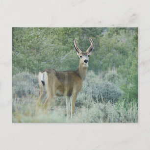 Cartão Postal Deer