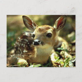 Cartão Postal Deer