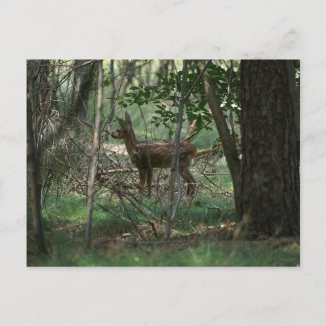 Cartão Postal Deer (Frente)