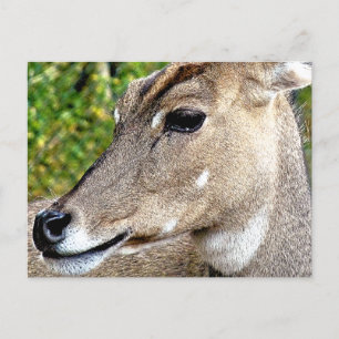 CARTÃO POSTAL DEER