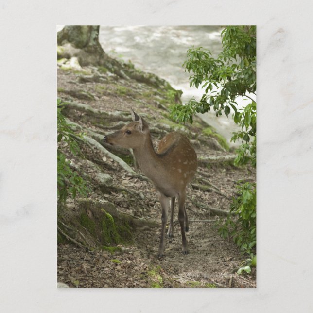 Cartão Postal Deer (Frente)