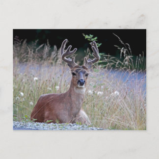 Cartão Postal Deer Buck Em Baixo