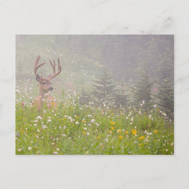 Cartão Postal Deer Buck | Parque Nacional Monte Rainier (Frente)