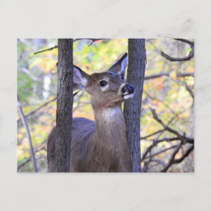 Cartão Postal Deer Close-up