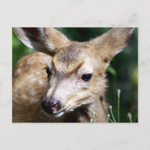 Cartão Postal Deer Closeup