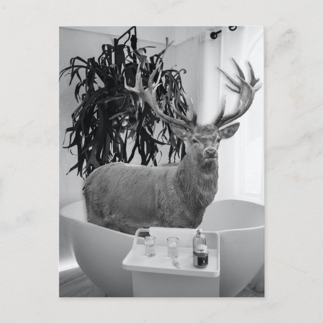 Cartão Postal Deer em Bathtub Black White Bathroom art (Frente)