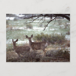 Cartão Postal Deer em execução