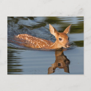 Cartão Postal Deer Fawn   Minnesota