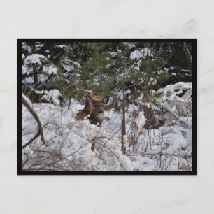Cartão Postal Deer in the Woods