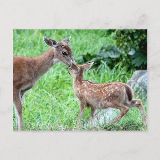 Cartão Postal Deer Kissing Fawn