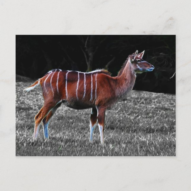 Cartão Postal Deer Kudu (Frente)