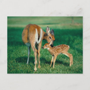 Cartão Postal Deer Madre e Fawn