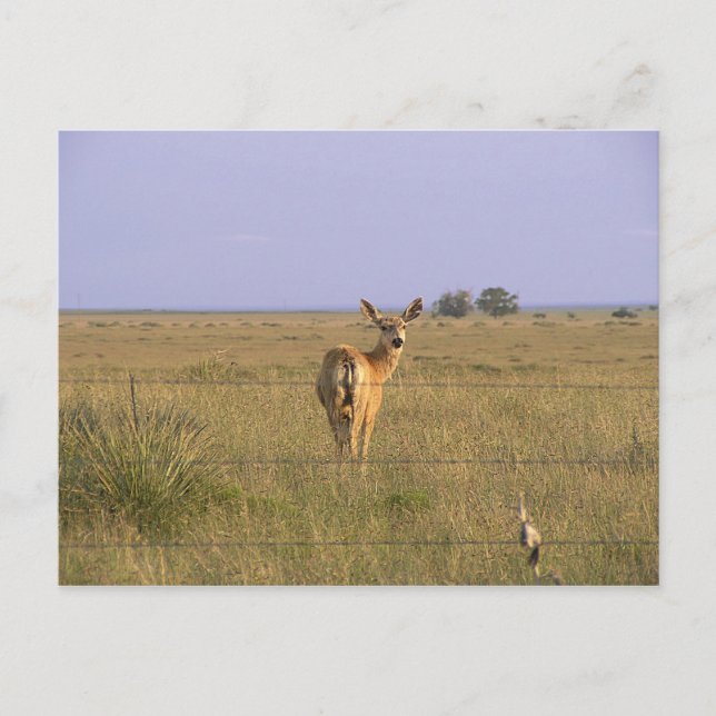 Cartão Postal Deer Olhando Para Trás (Frente)