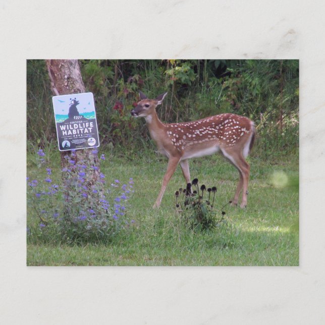 Cartão Postal Deer Postcard (Frente)