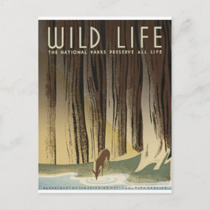 Cartão Postal Deer & Stream