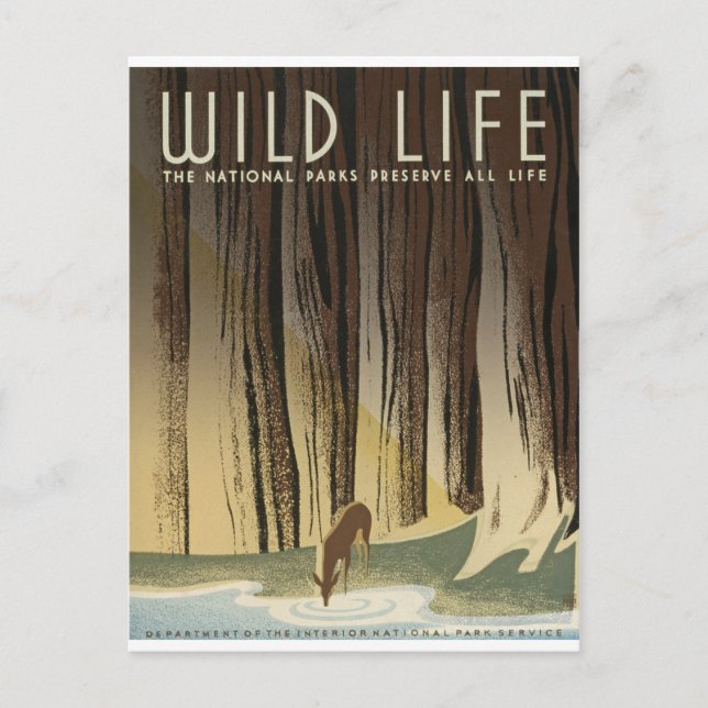 Cartão Postal Deer & Stream (Frente)