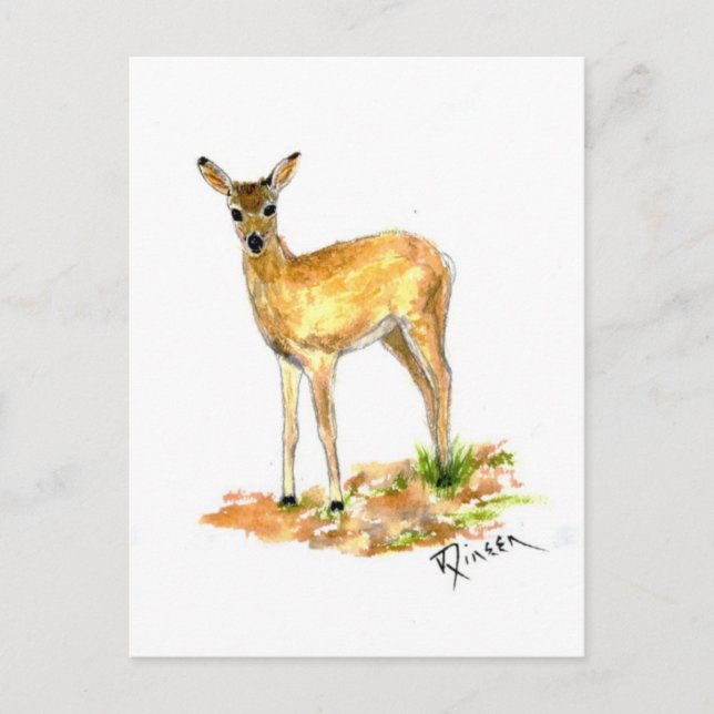 Cartão postal Deer Wildlife (Frente)