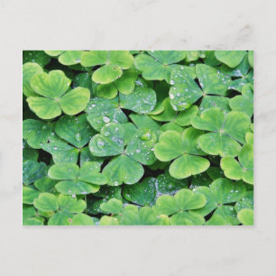 Cartão Postal Deerpark Ireland Clover Dew Drops