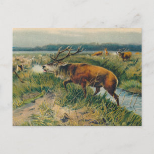 Cartão Postal Deers by Dawn's Early Light