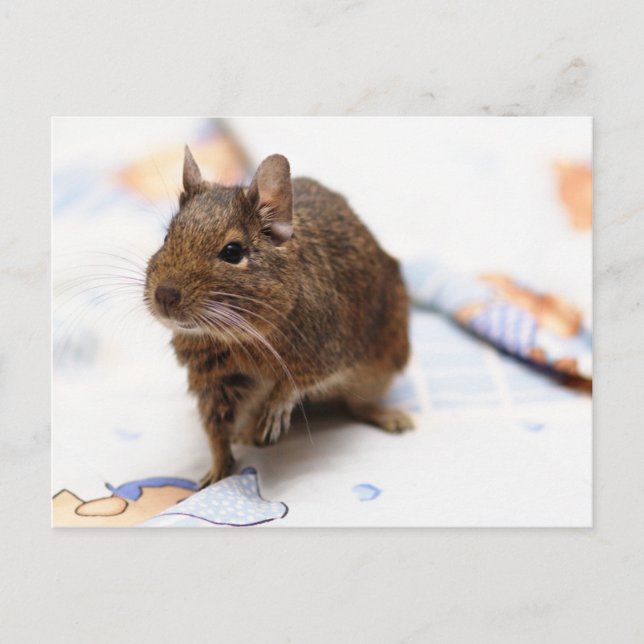 Cartão Postal Degu em Pé na Folha (Frente)