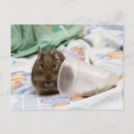 Cartão Postal Degu Gnawing Sua Comida na Cama