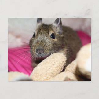 Cartão Postal Degu Por Trás Do Urso De Teddy Queda