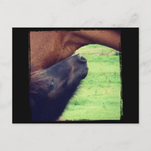 Cartão Postal Deixe-Me Te Dizer Um Segredo