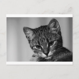 Cartão Postal Deixe-me ver... (gato cético)