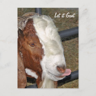 Cartão Postal Deixe-o ir, Boar Billy