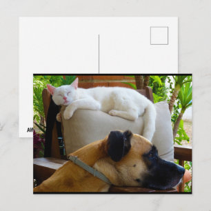 Cartão Postal Deixe os Gatos Dormentes em Paz