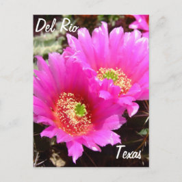 Cartão Postal Del Rio Texas aloja o cacto-flor-rosa
