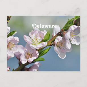 Cartão Postal Delaware