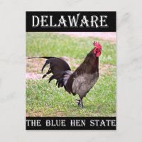 Delaware Blue Hen (Galo)