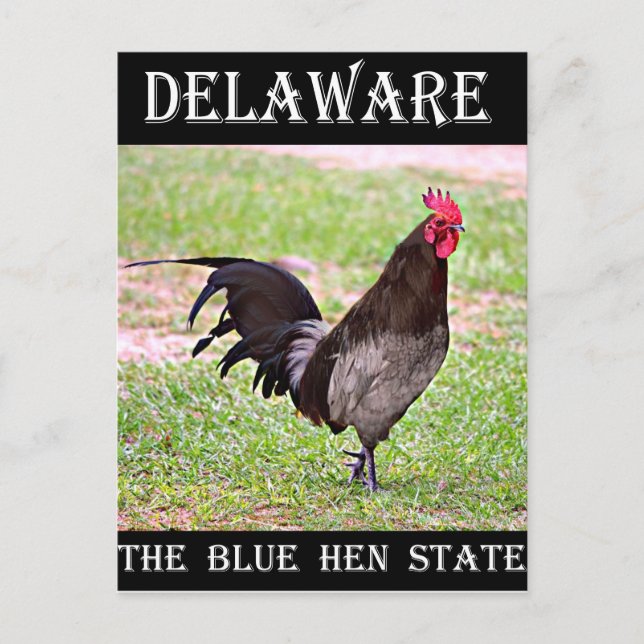 Cartão Postal Delaware Blue Hen (Galo) (Frente)