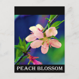 Cartão Postal Delaware Peach Blossoms
